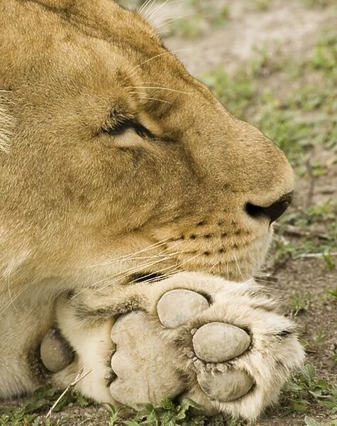 Lion sleeping on paw
