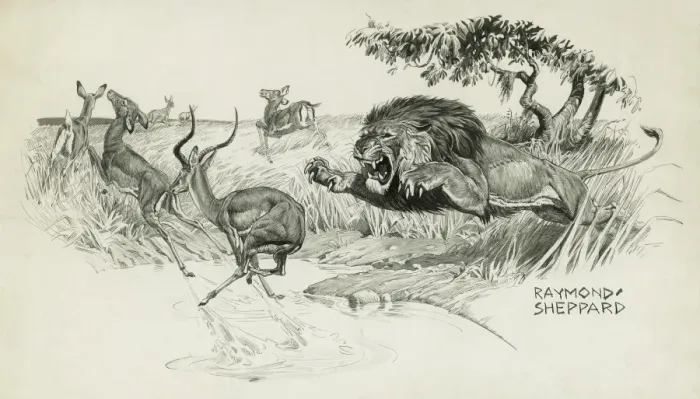 Framed Print : Lion Springing to Attack an Impala Print Framed Print : Lion Springing to Attack an Impala Print