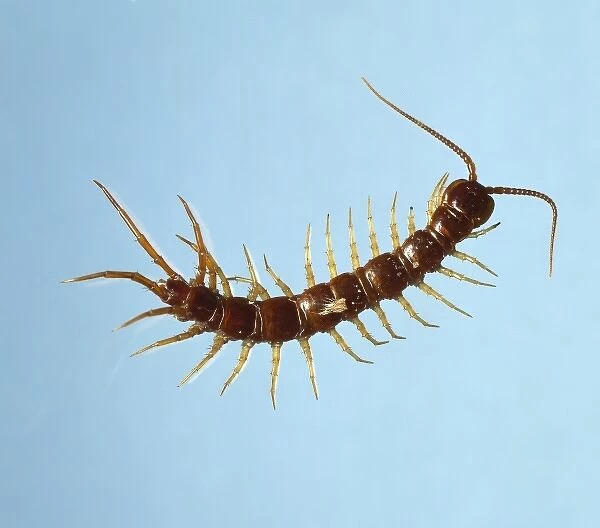 Lithobius sp. centipede