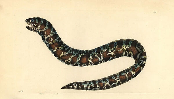 Little banded eel or chain moray, Echidna catenata