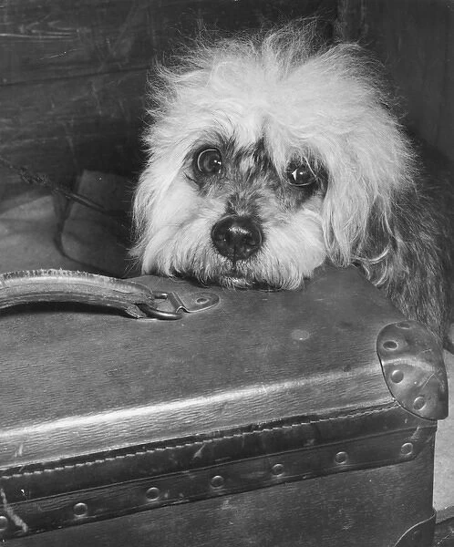 Little dog with suitcase