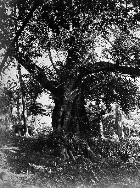 Locust Tree, Tenerife 1873