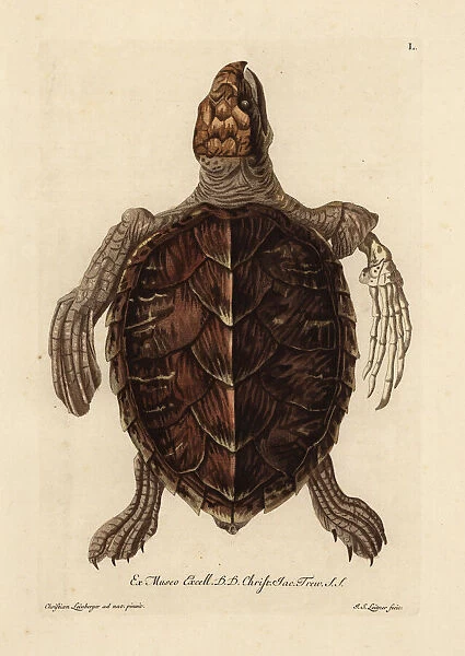 Loggerhead sea turtle, Caretta caretta