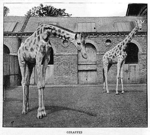 London Zoo Giraffes