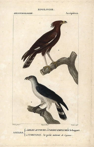 Long-crested eagle, Lophaetus occipitalis