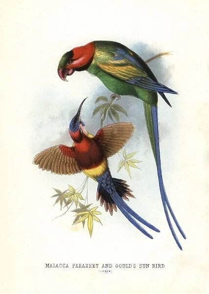 Long-tailed parakeet, Psittacula longicauda