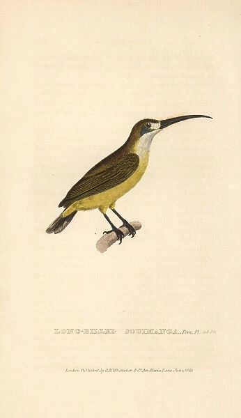 Lotens sunbird, female, Cinnyris lotenius