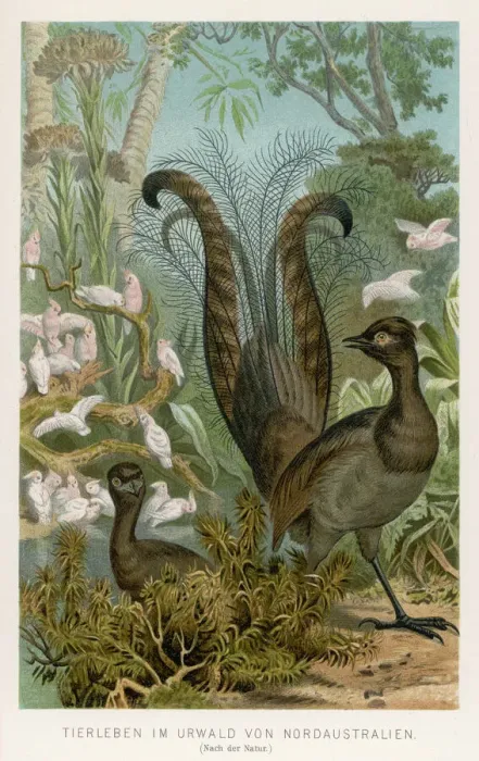 Framed Print : Lyrebird Print: A Male Menura superba in Display Plumage Framed Print : Lyrebird Print: A Male Menura superba in Display Plumage