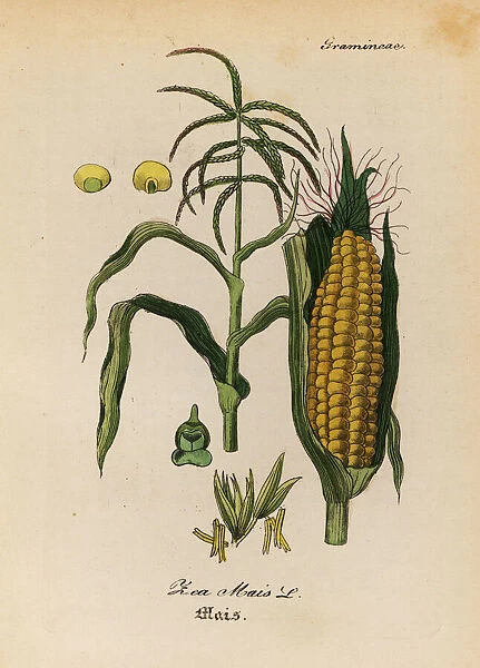 Maize or corn, Zea mays