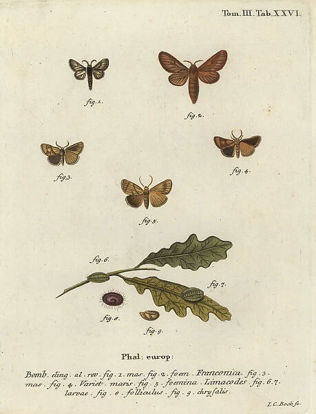 Malacosoma franconicum moth and festoon, Apoda limacodes