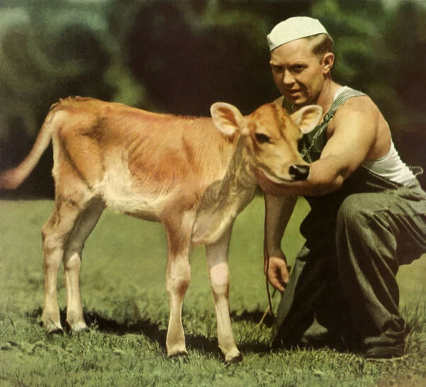 Man Tending a Calf Date: 1937