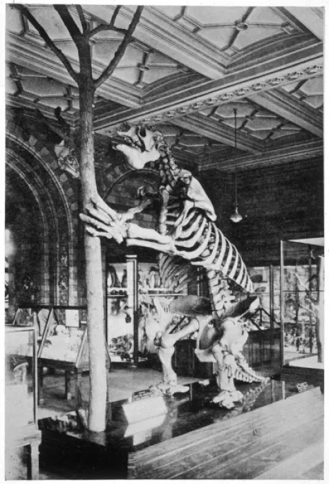 Framed Print : Megatherium Skeleton Print, 18ft Ground Sloth Framed Print : Megatherium Skeleton Print, 18ft Ground Sloth
