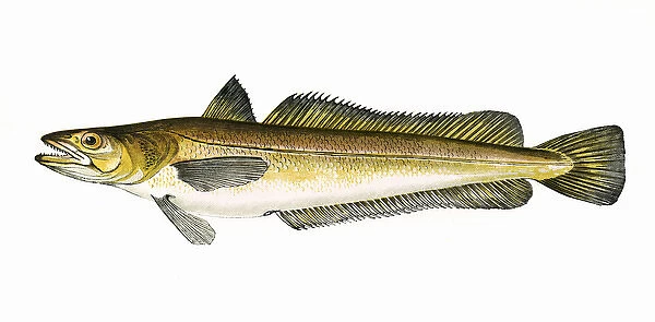 Melanogrammus aeglefinus, or Haddock