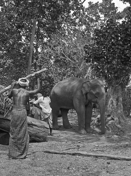 Men with baby elephant, Sri Lanka
