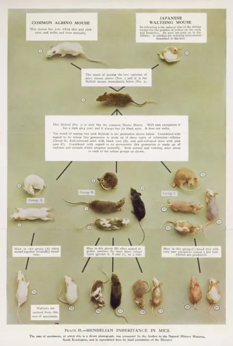 Framed Print : Mendel's Mouse Inheritance Print