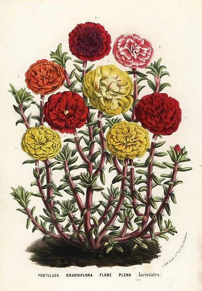 Mexican rose varieties, Portulaca grandiflora flore pleno