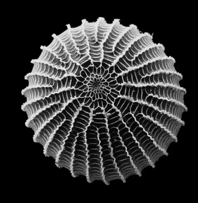 Framed Print : Moth Egg SEM Image Print (x 90) Framed Print : Moth Egg SEM Image Print (x 90)