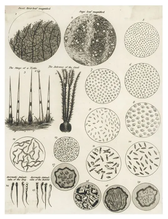Framed Print : Microscopic Object Print: Magnified Specimens Framed Print : Microscopic Object Print: Magnified Specimens
