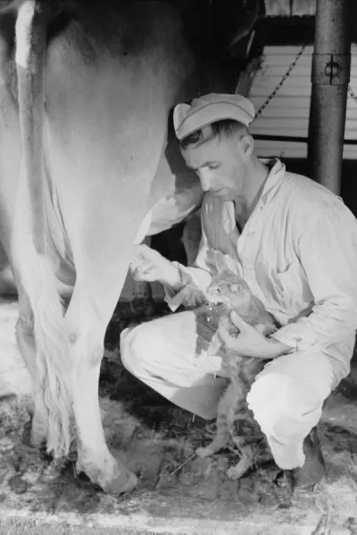Cat deals milking cow