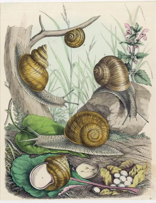 Framed Print : Print of Snails on Leafy Foliage Framed Print : Print of Snails on Leafy Foliage