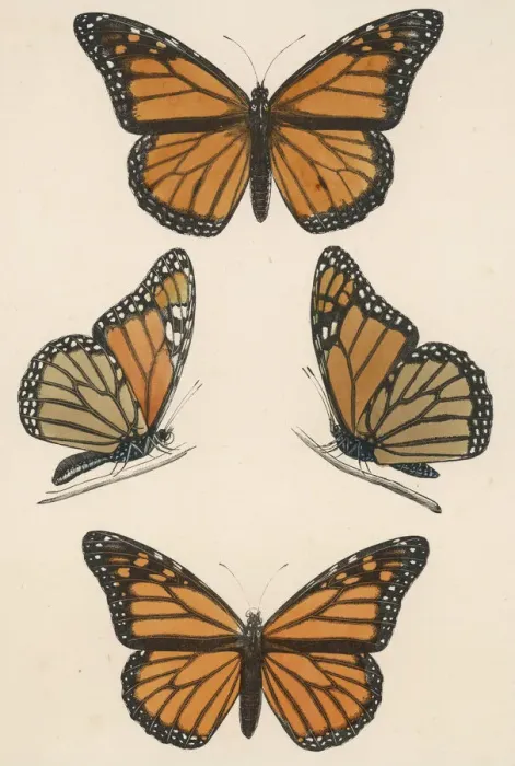 Framed Print : Monarch Butterfly Print Framed Print : Monarch Butterfly Print