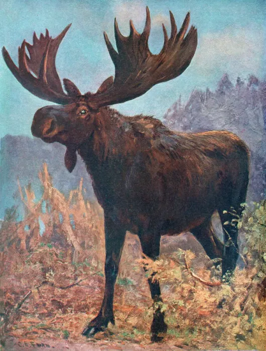 Framed Print : Moose Print (Alces machlis) Framed Print : Moose Print (Alces machlis)