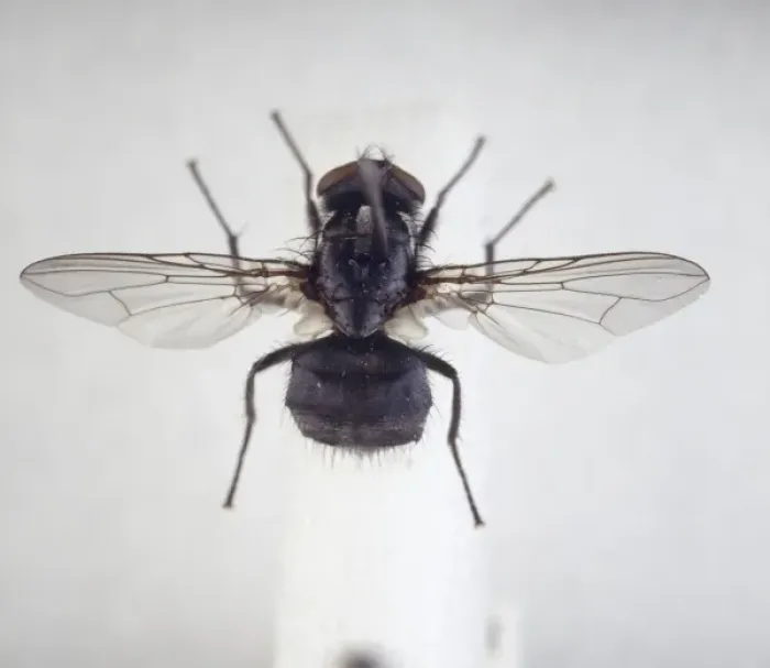 Framed Print : Morellia simplex Print, a small bee-like fly