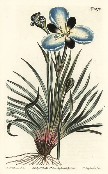 Mourning-flowered aristea, Aristea lugens