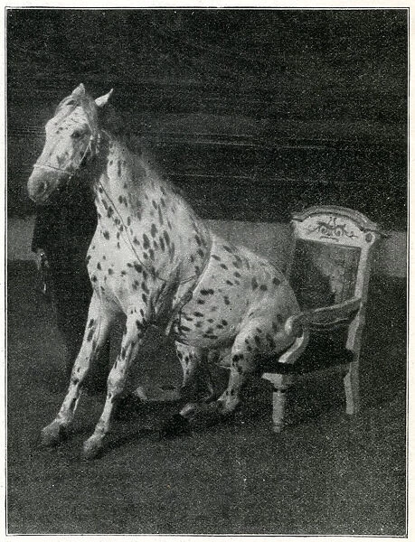 Mr Goodnight, performing horse at the London Hippodrome
