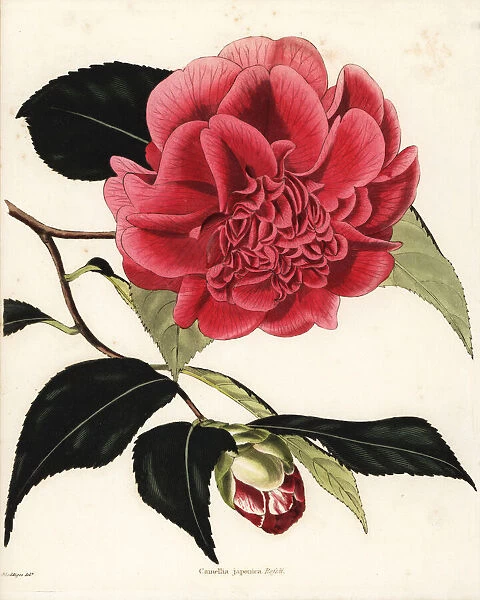 Mr. Rosss camellia hybrid, Camellia japonica rossi