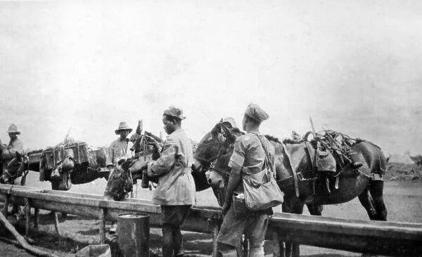 Mule transport for supplies, East Africa, WW1