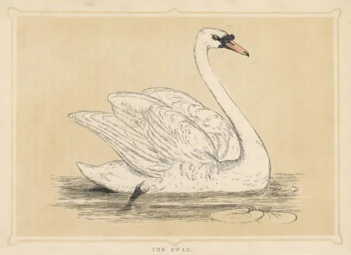 Framed Print : Mute Swan Print Framed Print : Mute Swan Print