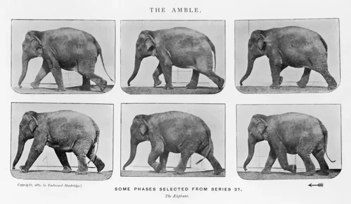 Framed Print : Muybridge Print - Elephant Ambling Framed Print : Muybridge Print - Elephant Ambling