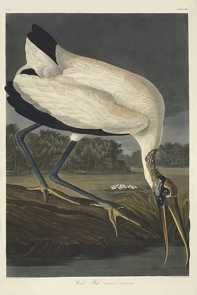 Mycteria americana, wood stork