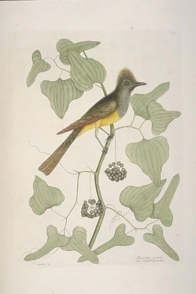 Myiarchus crinitus, great crested flycatcher