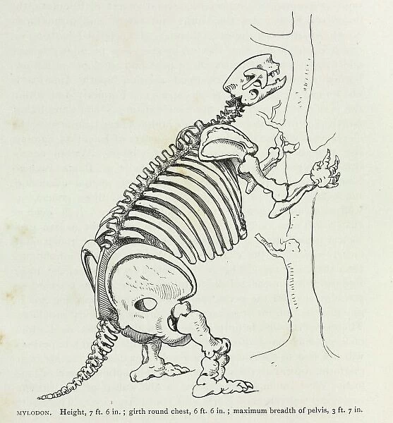 Mylodon. Illustration (p.140) from Charles Darwins Journal of Researches