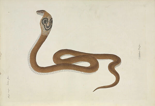 Naja naja. Hand-coloured engraving from the Patrick Russell Collection