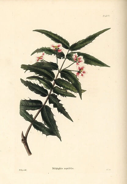 Nance shrub, Malpighia aquifolia