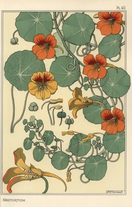 Framed Print : Nasturtium Botanical Study Print, 1897 Framed Print : Nasturtium Botanical Study Print, 1897