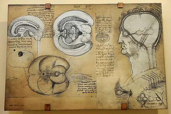 Nervous system Leonardo da Vincis drawing. 15 th century