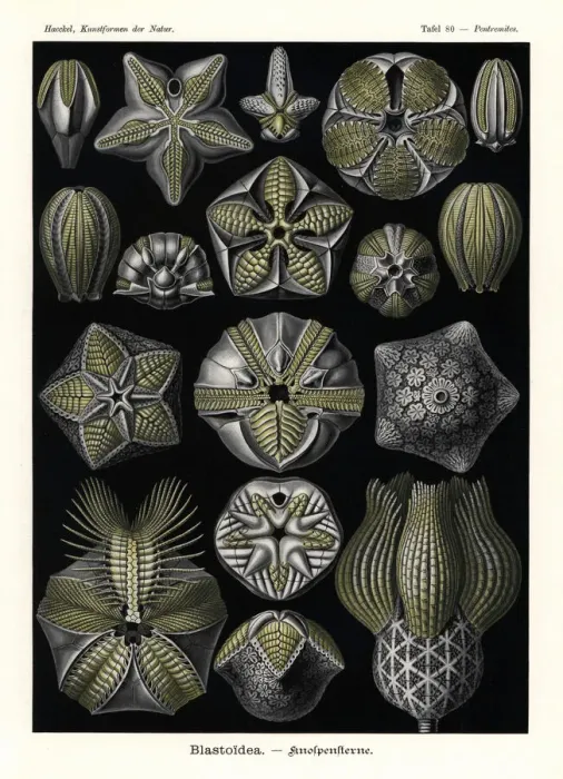 Framed Print : Fossil Echinoderms Chromolithograph Print, 1904 Framed Print : Fossil Echinoderms Chromolithograph Print, 1904
