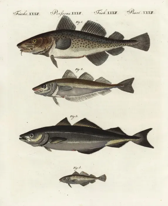 Framed Print : Fish Species Print, Friedrich Bertuchs, 1798 Framed Print : Fish Species Print, Friedrich Bertuchs, 1798