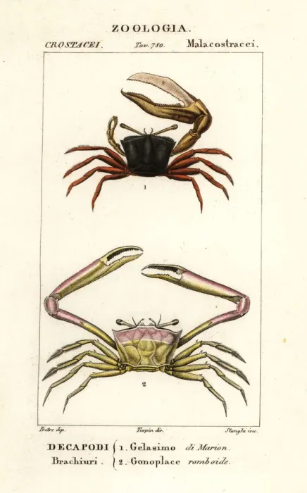 Framed Print : Fiddler Crab and Angular Crab Print, 1837 Framed Print : Fiddler Crab and Angular Crab Print, 1837