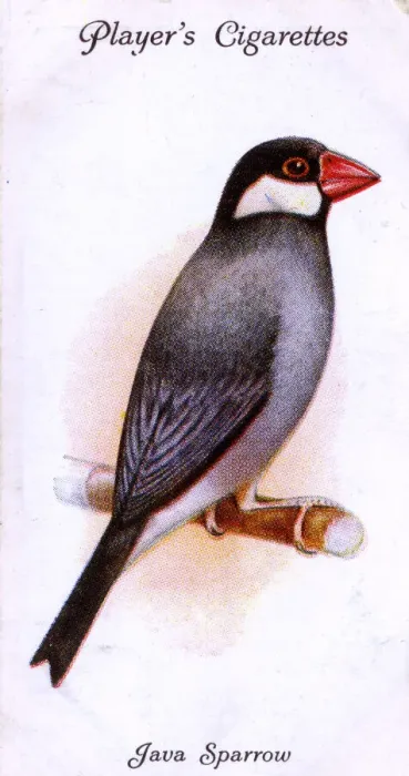 Framed Print : Java Sparrow Print, 1933 Framed Print : Java Sparrow Print, 1933