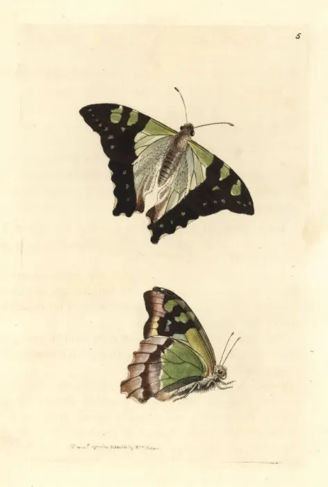Framed Print : Macleay's Swallowtail Print, 1814 Framed Print : Macleay's Swallowtail Print, 1814