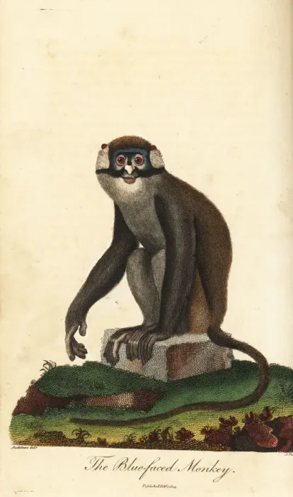 Framed Print : Red-tailed Monkey Print, Cercopithecus ascanius, 1795 Framed Print : Red-tailed Monkey Print, Cercopithecus ascanius, 1795