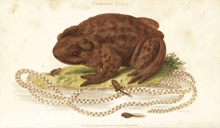 Framed Print : Toad Spawn and Tadpoles Handcoloured Print 1801 Framed Print : Toad Spawn and Tadpoles Handcoloured Print 1801
