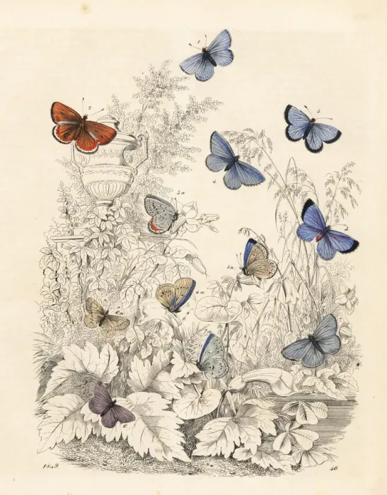 Framed Print : Blue Butterfly Varieties Handcoloured Lithograph Print 1849 Framed Print : Blue Butterfly Varieties Handcoloured Lithograph Print 1849