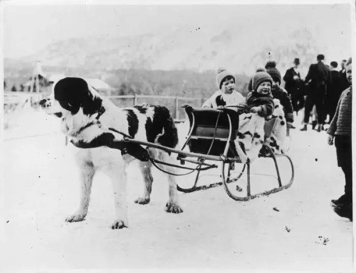 Framed Print : Newfoundland Sleigh Print Framed Print : Newfoundland Sleigh Print