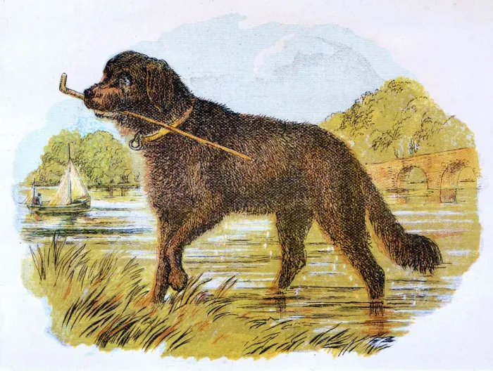Framed Print : Newfoundland with Stick, circa 1870 Print Framed Print : Newfoundland with Stick, circa 1870 Print